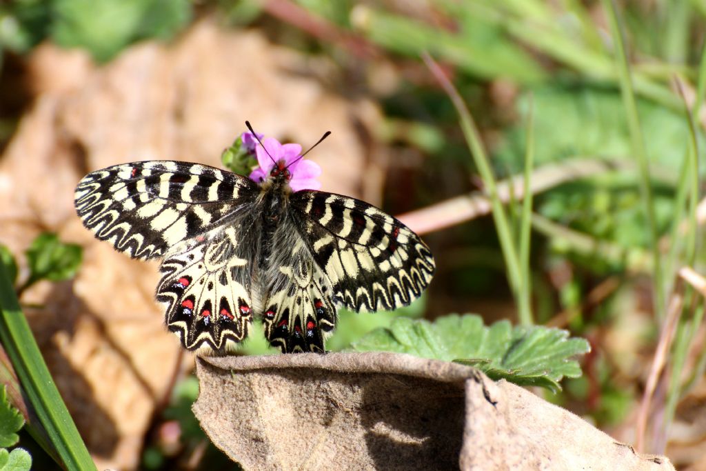 Zerynthia polyxena,  gi in volo